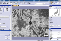 Multi Language incl. Chinese, Japanese