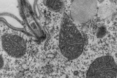 xarosa_lifescience webimage