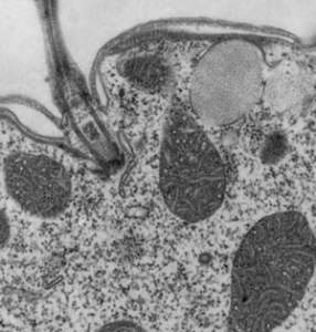 Life science Example